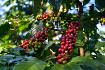 Close Up Coffee beans are ripe, harvested, branches of Arabica coffee plants in Changmai province, Northern Thailand.