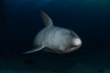 Dolphin swimming in the Red Sea, Eilat Israel
