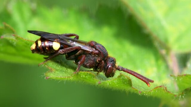 Yellow-shouldered Nomad Bee, Nomada Ferruginata on a leaf