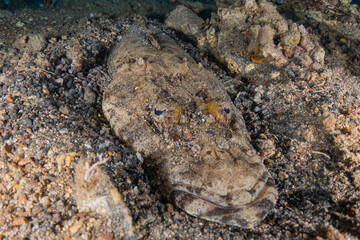 Fish swim in the Red Sea, colorful fish, Eilat Israel
