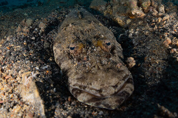 Fish swim in the Red Sea, colorful fish, Eilat Israel
