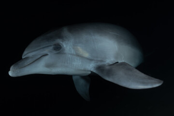 Dolphin swimming in the Red Sea, Eilat Israel
