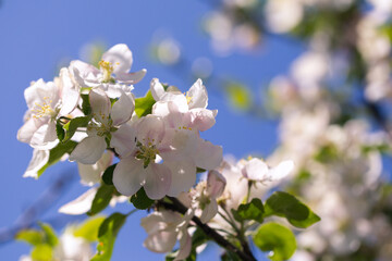 Apple blossoms over blurred nature background. Spring flowers. Spring Background.