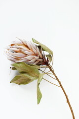 dried exotic flower Protea on white  background close up top view. poster. minimal floral card