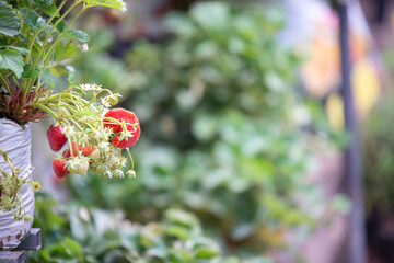 Industrial cultivation of strawberries plant. Bush with ripe red fruits strawberry in summer garden bed. Natural growing of berries on farm. Eco healthy organic food horticulture concept background
