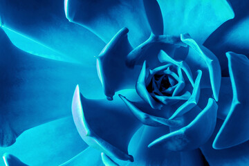 Macro of Blue cactus or Succulent Echeveria, Nature background.