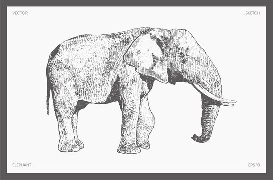High detail drawn vector elephant drawing sketch
