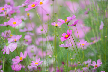 Obraz na płótnie Canvas beautiful sweet pink cosmos flowers.The background image of the colorful flowers, background nature