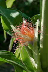 Obraz premium Ear of young corn