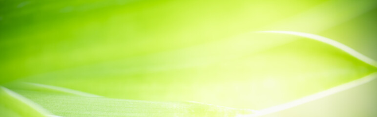 Amazing abstract background nature view of green leaf with copy space using as background natural green plants landscape, ecology,cover page, fresh wallpaper concept.