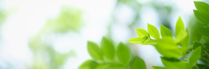 Amazing nature view of green leaf on blurred greenery background in garden and sunlight with copy space using as background natural green plants landscape, ecology, fresh wallpaper.