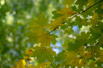 Autumn colorful maple foliage close-up. Leaf fall. Early autumn.