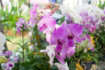 Fototapeta na wymiar SERDANG, MALAYSIA -DECEMBER 07, 2016: Colorful tropical and exotic orchids flower in plants nursery. Some of them have made flower arrangements 