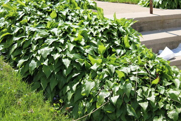 leaves in the garden