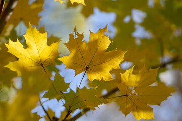 Fototapeta na wymiar Autumn yellow maple foliage close up. Autumn natural background. Leaf fall.