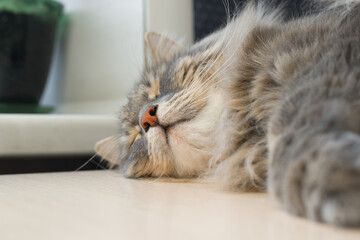 Close-up of a sleeping cat's face, indoors. Selective focus on pink nose. Resting pet theme