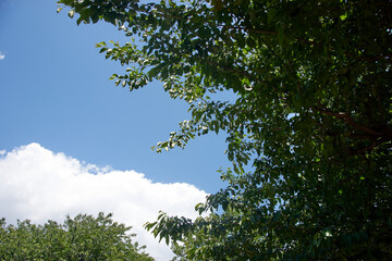 夏・雲・青空・樹木・枝・晴天・暑さ・季節