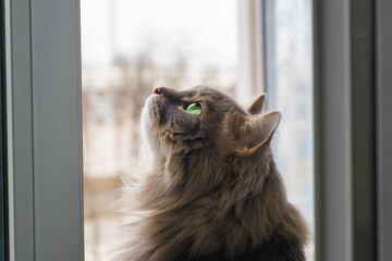Cat with green eyes looking up indoors. Close-up profile portrait of a fluffy gray cat © Sergio