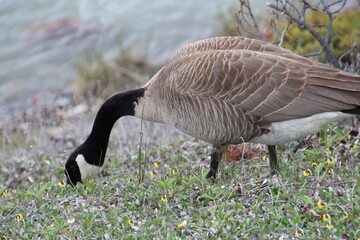 Goose Grazing, Jasper National Park, Alberta