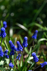 Close up of spring muscari flowers grow from the ground.