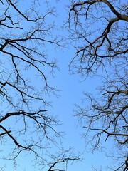 Silhouettes of branches of bare trees against the sky.