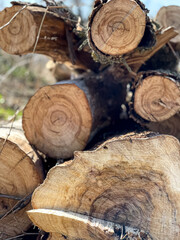 Close up of textured tree logs in a cut.