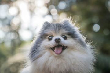 cute pomeranian dog
