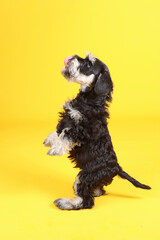 puppy stand up in yellow background 