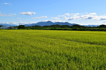 Fototapeta na wymiar 初夏の水田 山形県