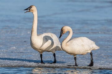 Two elegant, large swans standing on the icy river edge in Yukon Territory during their migration north for the summer. Taken in April, spring time. 