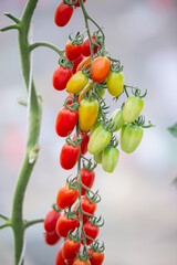 red and green tomatoes are on the green foliage background