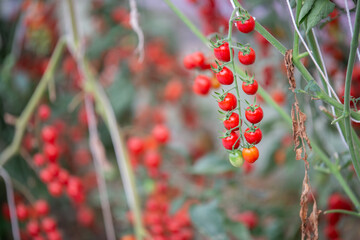 red and green tomatoes are on the green foliage background