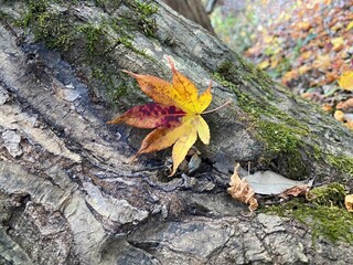 autumn leaves on the tree