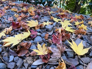 autumn leaves background