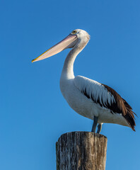 Fototapeta na wymiar pelican on a post