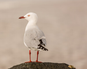 Seagull perched on a rock 