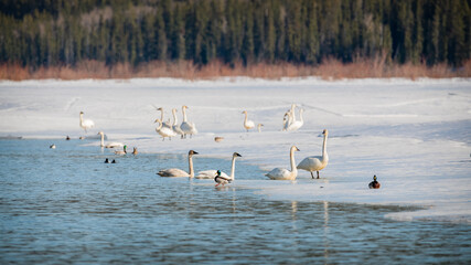 Large flock of tundra trumpeter swans while on a stopover to Alaska during spring time in Yukon Territory, Canada. Wings flapping while standing on icy river. 