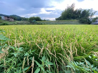 field of corn