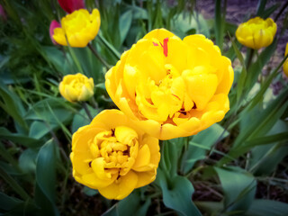 Unusual yellow tulips after Rain. Fresh spring flowers in the garden for floral poster, wall paper or postcard.