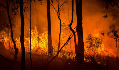 Wildfire burning in the Australian bush