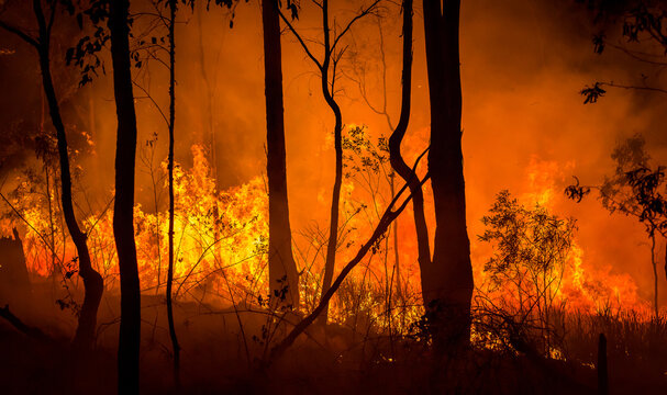 Wildfire burning in the Australian bush