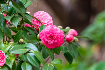 Closeup of pastel pink camellia flowers blooming in the garden
