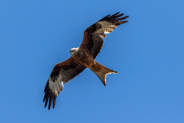 Rotmilan (Milvus milvus)