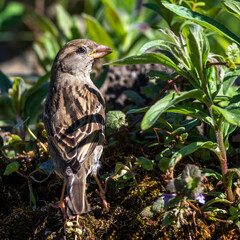 Haussperling (Passer domesticus) Weibchen