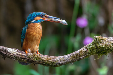 Eisvogel (Alcedo atthis) Weibchen mit erbeutetem Fisch