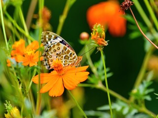 満開のキバナコスモスの蜜を吸うツマグロヒョウモン