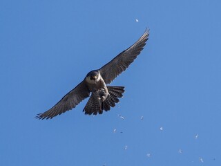 空中で受け取った餌を掴んで悠然と飛ぶ繁殖期のハヤブサ成鳥 メス