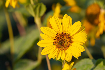 Close-up of a yellow coneflower