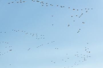 Perfect blue sky background with a massive, huge flock of birds circling, flying and soaring above. Taken in April, during their migration to the Bering Sea in Alaska. 