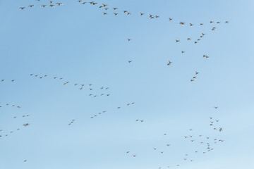 Perfect blue sky background with a massive, huge flock of birds circling, flying and soaring above. Taken in April, during their migration to the Bering Sea in Alaska. 